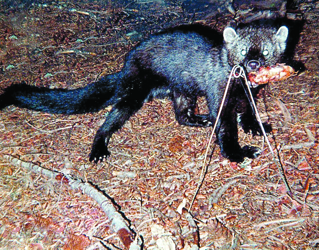 COMING TOMORROW: Weasel-like fisher could be put on endangered list |  Peninsula Daily News