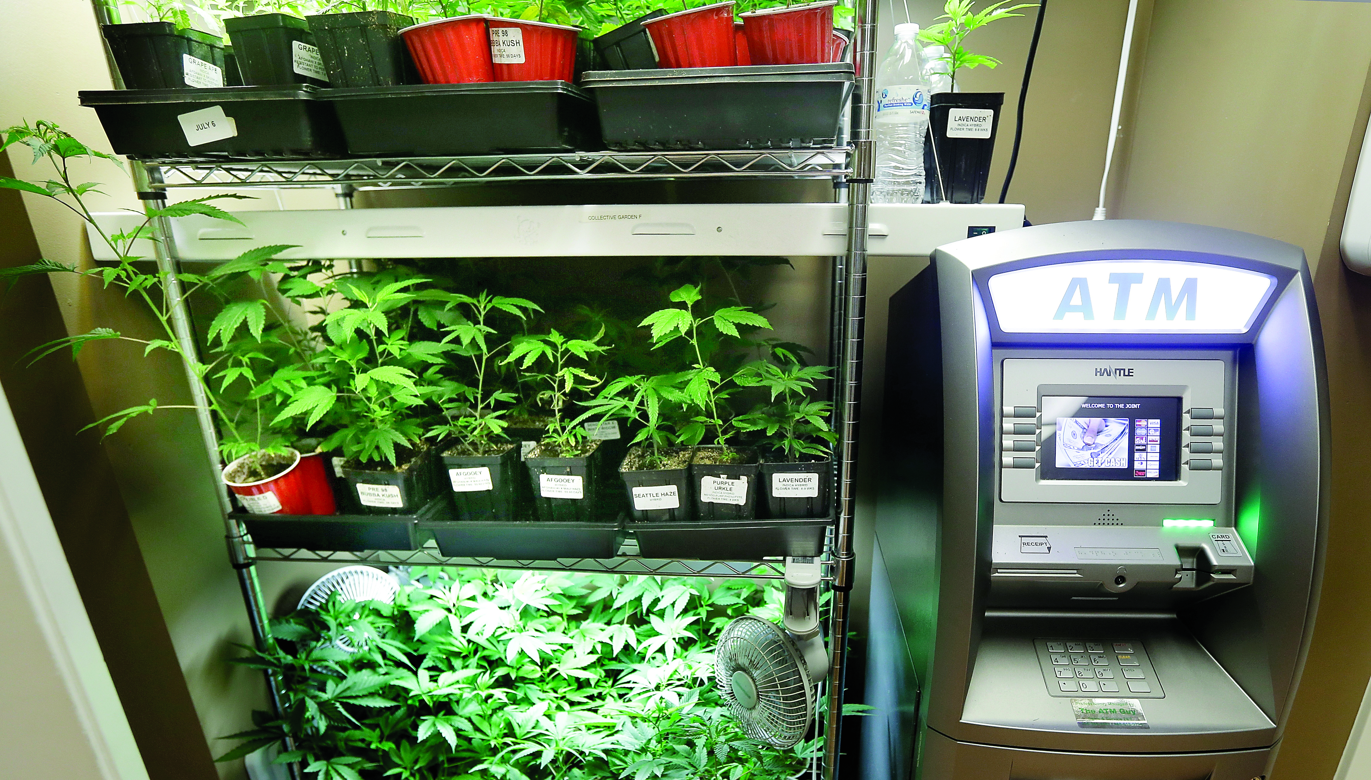 A rack of marijuana plants in a medical pot store in Seattle sits next to an automatic teller machine. The Associated Press