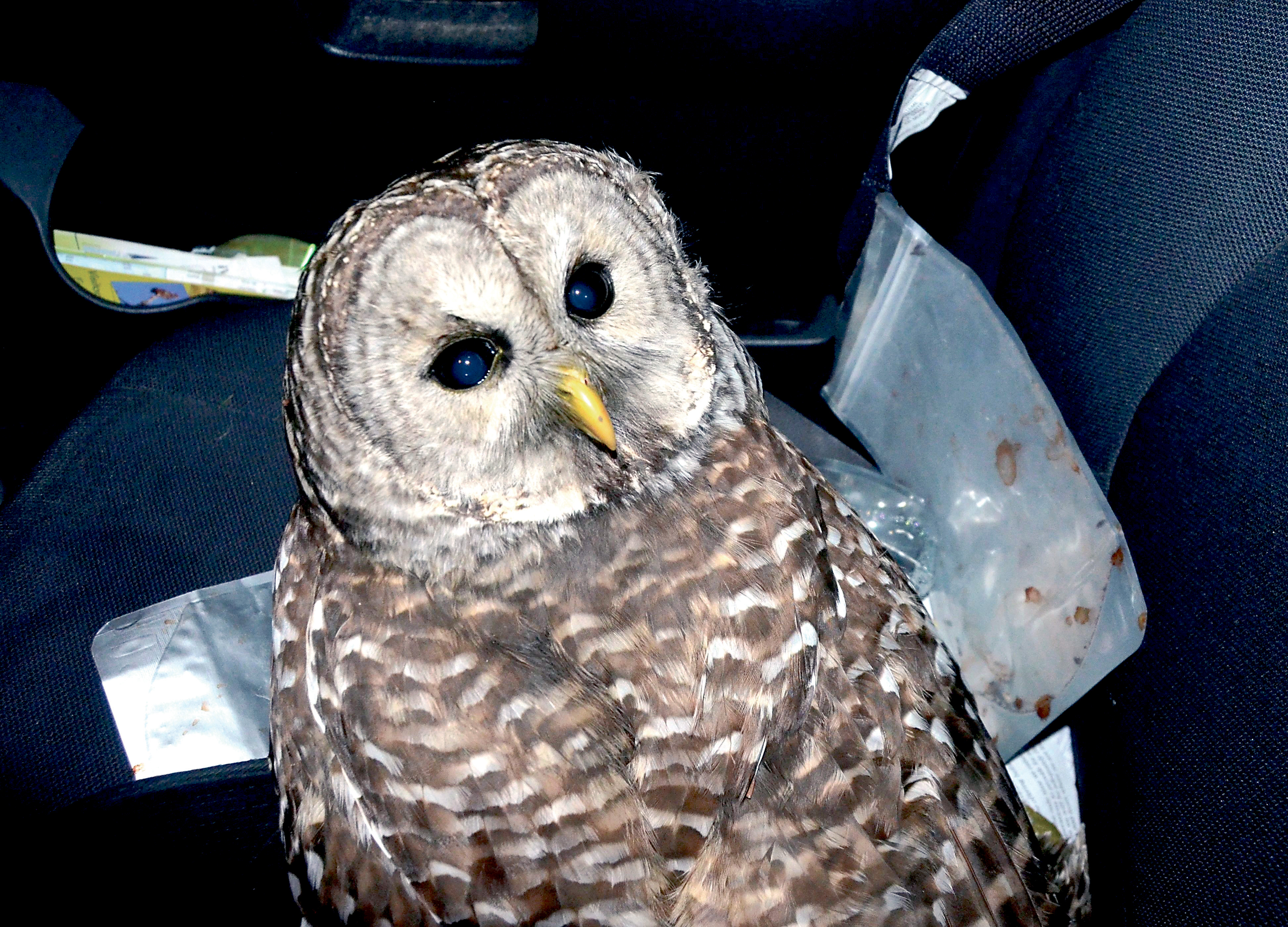 The dazed owl rides in the passenger seat of the car that it struck. Charlie Bermant/Peninsula Daily News