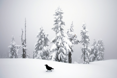 “Raven Strut” by Connor Stefanison is among the images in the Wildlife Photographer of the Year exhibition at Victoria's Royal British Columbia Museum. Connor Stefanison/Wildlife Photographer of the Year 2015