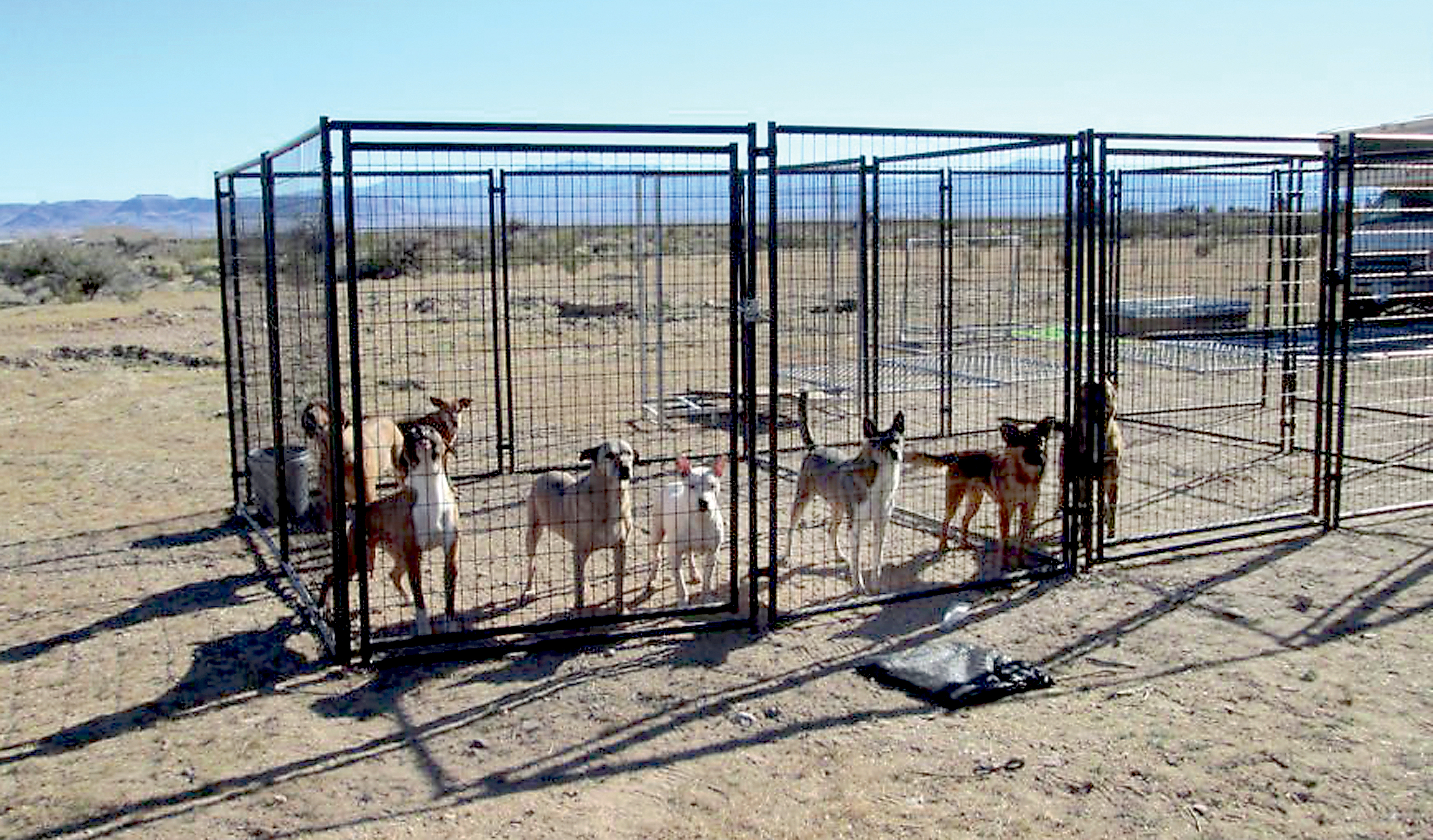 Some of the Forks dogs are shown in the newly constructed day run on the Southwest desert in this photo provided by Guardians of Rescue.