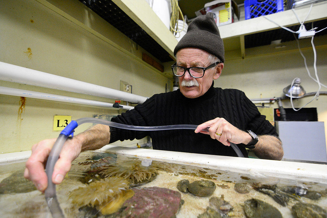Howard Teas, a citizen scientist who helps track sea star populations in Jefferson County for sea star wasting syndrome, cleans a tank at the Port Townsend Marine Science Center on Friday. (Jesse Major/Peninsula Daily News)