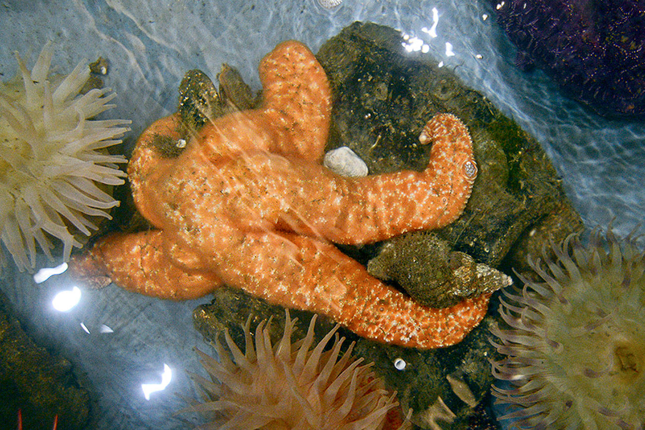 Sea star wasting syndrome decreasing on Peninsula but not gone yet