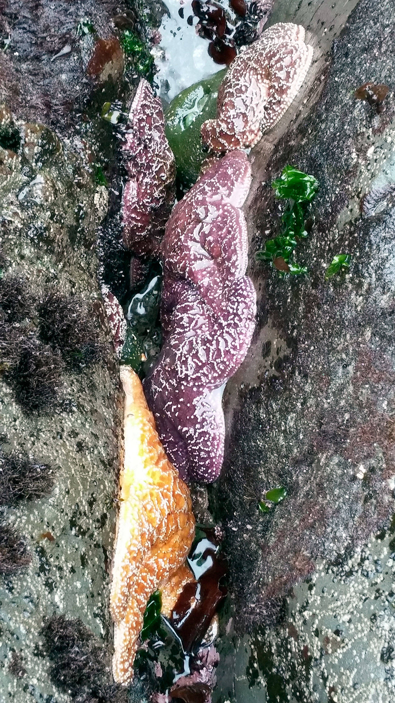 Sea stars cling to rocks at low tide at Rialto Beach in Olympic National Park this summer. (Michael J. Foster/Peninsula Daily News)