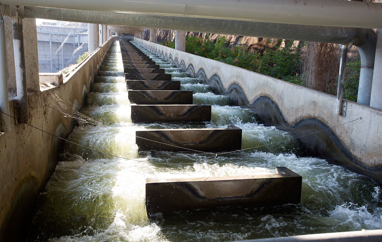 Water flows through a fish ladder at Lower Granite Dam on the Snake River in 2014. (Dean Hare/The Moscow-Pullman Daily News via AP, File)