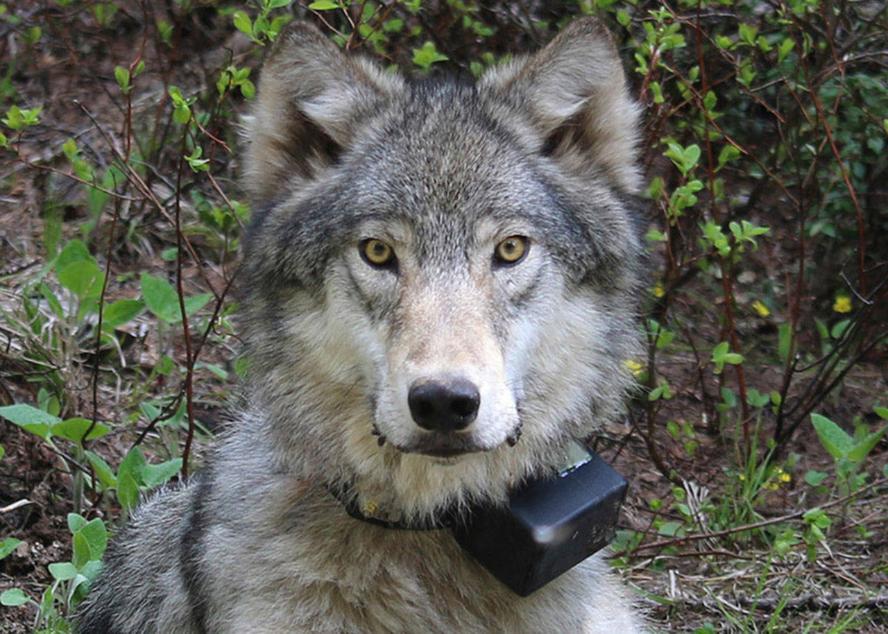 This March 13, 2014, photo provided by the Oregon Department of Fish and Wildlife shows a female wolf from the Minam pack outside La Grande, Ore., after it was fitted with a tracking collar. (Oregon Department of Fish and Wildlife via AP)