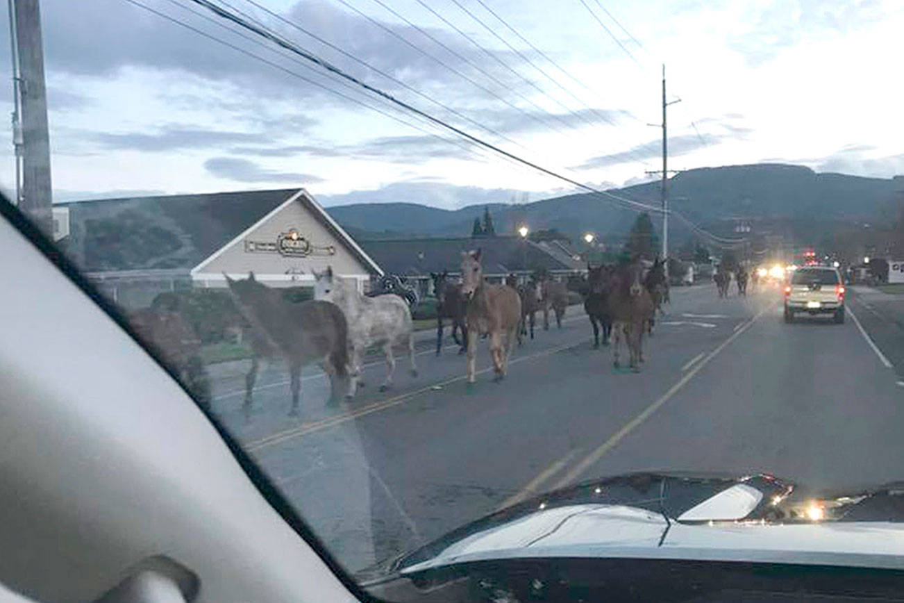 Olympic National Park’s mules run free in Sequim