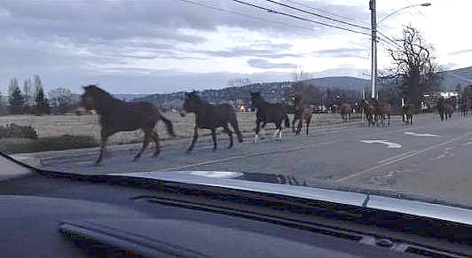 Mules from Olympic National Park broke free from their pen Friday, Dec. 15, and began trotting along Sequim’s streets, including Fifth Avenue. (Michelle Nucci)