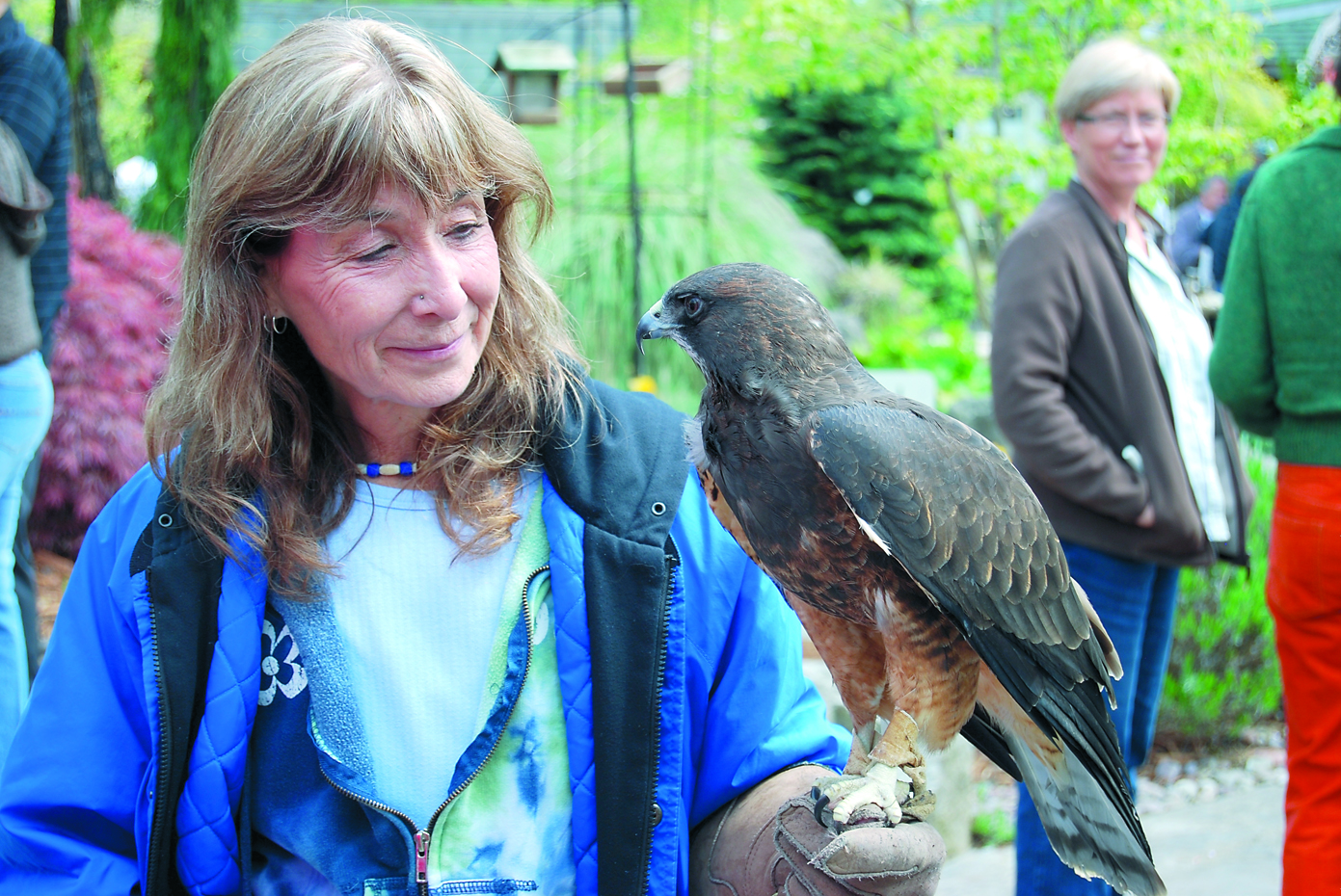 Jaye Moore of the Northwest Raptor and Wildlife Center will bring rehabilitated birds of prey like this Swainson's hawk to the Earth Day event Saturday at Wild Birds Unlimited. Diane Urbani de la Paz/Peninsula Daily News