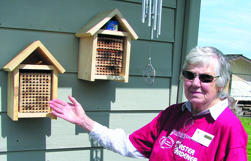 “The Latest Buzz About Bees” will be presented by Master Gardener Mary Flo Bruce at noon Thursday