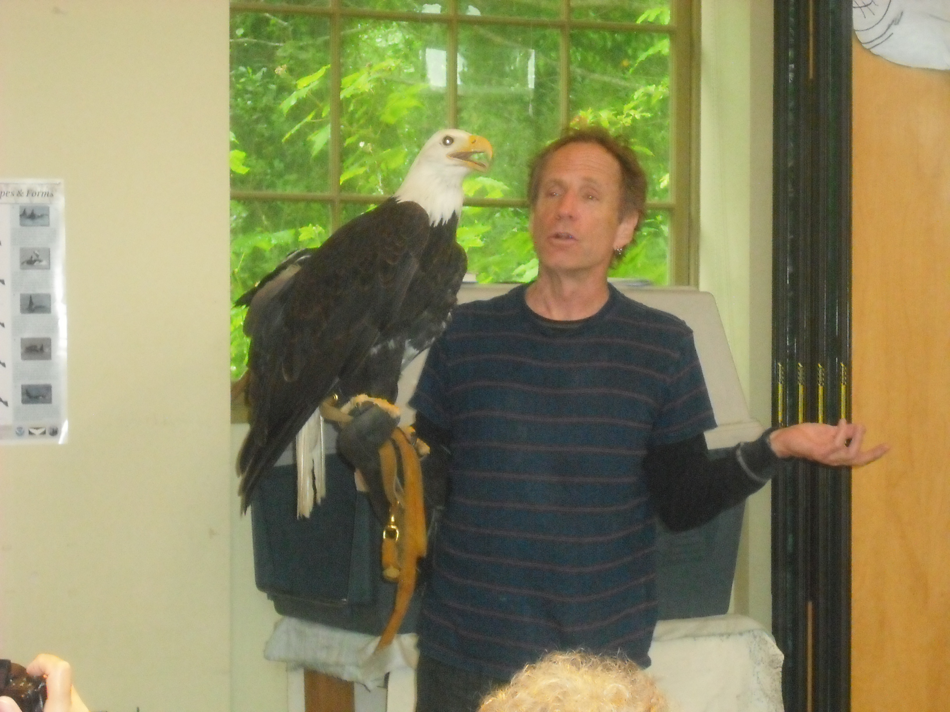 Jeff Guidry holds an eagle named Freedom at the Marine Science Center in Port Townsend. Margaret McKenzie/Peninsula Daily News