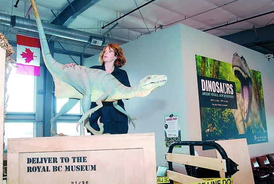 Jana Stefan of the Royal B.C. Museum in Victoria places a Fiberglas velociraptor at the Black Ball Ferry Line terminal in Port Angeles Thursday. Keith Thorpe/Peninsula Daily News