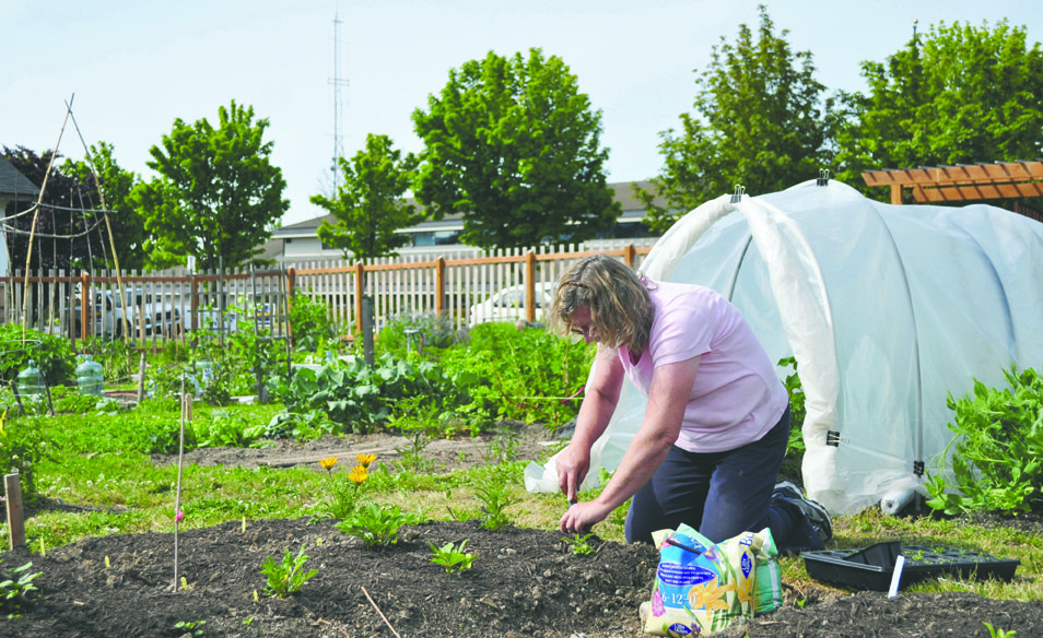 Cathy Moses plants sweet alyssum in the pollinator plot at the Fifth Street Community Garden in Port Angeles