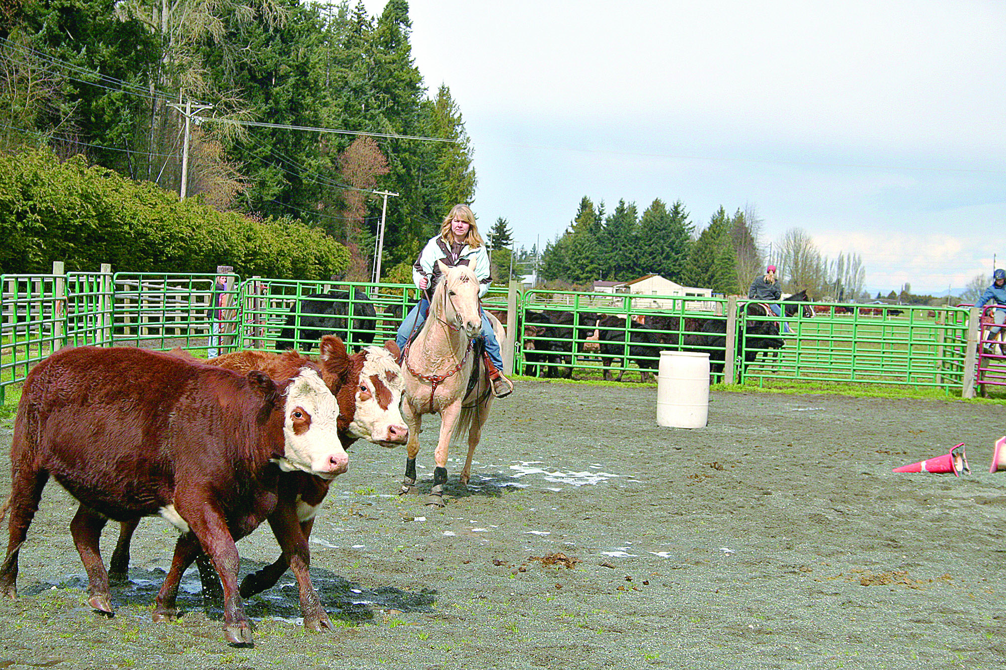 During a cow-working clinic at Freedom Farm in Port Angeles
