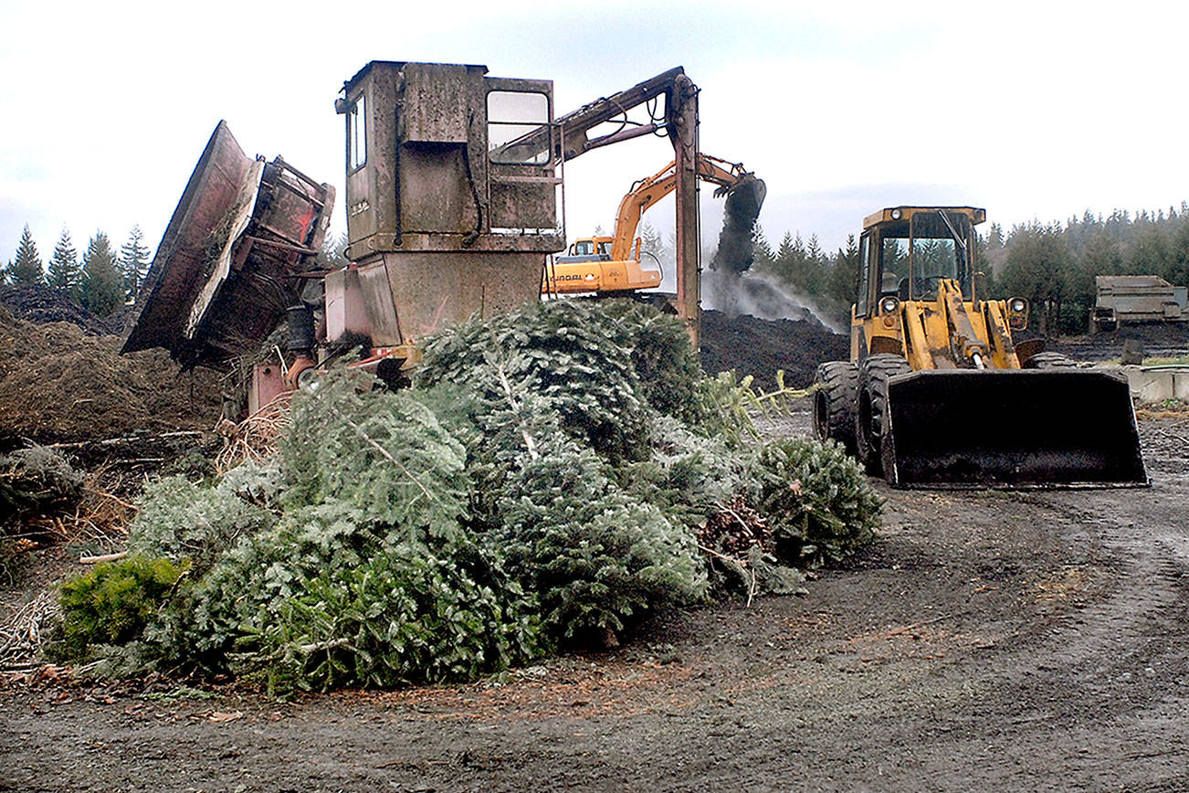 Peninsula residents recycle Christmas trees