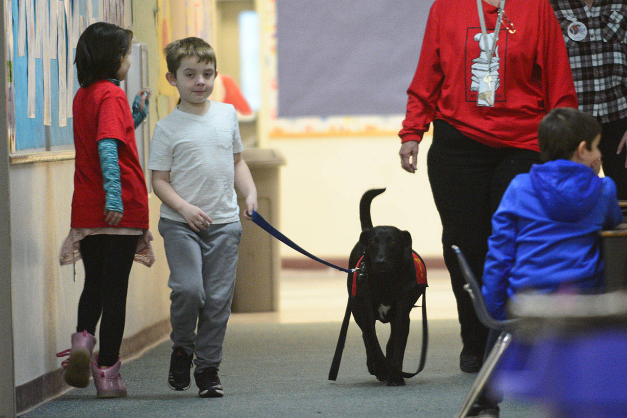 Noah Bell, a first-grade student at Chimacum Creek Primary School, walks Blitz, a therapy dog, down a hall at the school Friday. Blitz spends two to three days each week at the school. (Jesse Major/Peninsula Daily News)