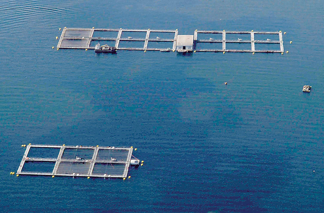A 2005 file photo shows the fish pens in Port Angeles Harbor. (Keith Thorpe/Peninsula Daily News)
