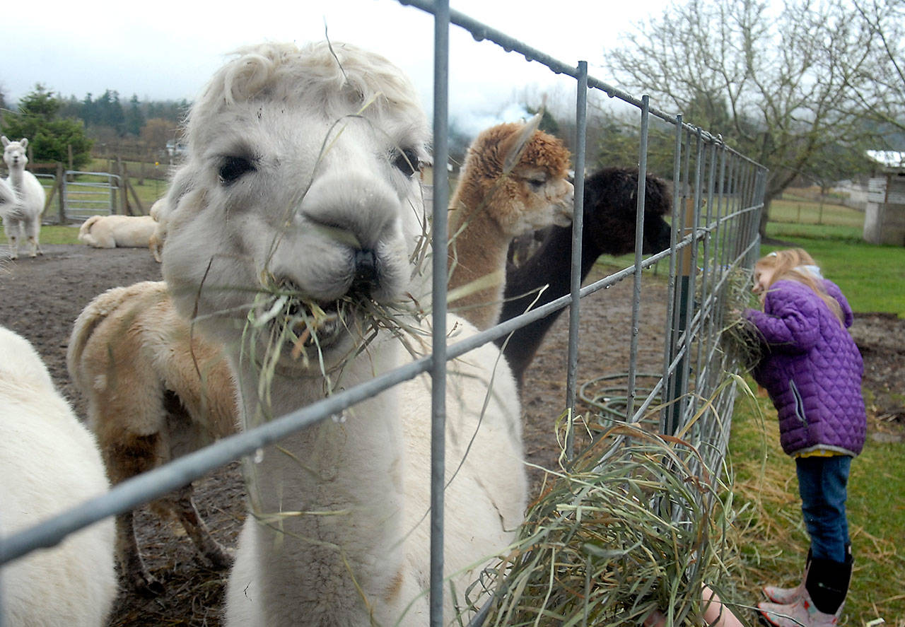An alpaca munches on hay as 6-year-old Brielle Bates of Sequim tries to get other alpacas to eat from her hand during an open house on Saturday at the Happy Valley Alpaca Ranch south of Sequim. Free tours of the ranch, located at 4629 Happy Valley Road, are available from 10 a.m. to 2 p.m. on Saturdays during January. (Keith Thorpe/Peninsula Daily News)