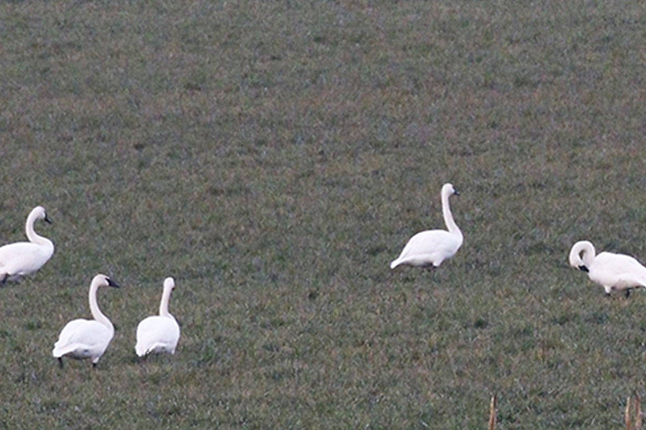Sequim seeing rise in swan population