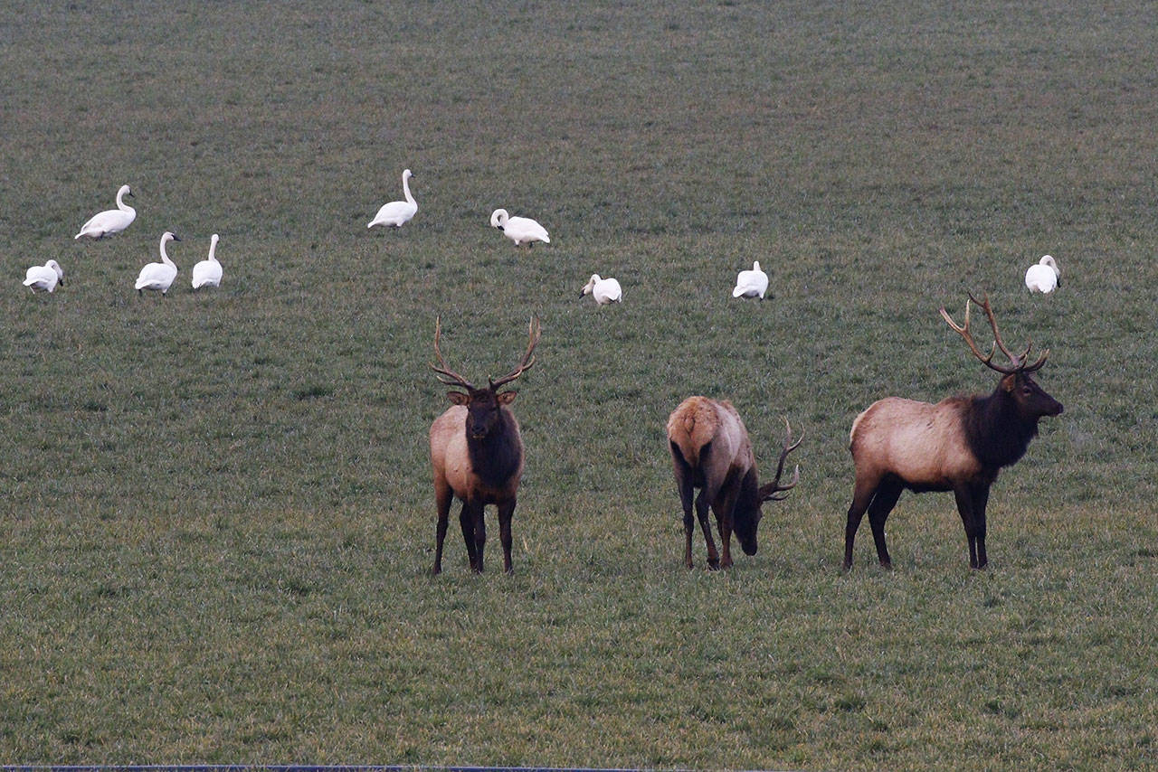 Trumpeter swans, seen here mingling near Sequim’s elk herd, are becoming a more common sight in the area. Bird experts attribute the increase here in fields and water sources due to a decline of habitat in other areas. (Ginger and Dan Poleschook)