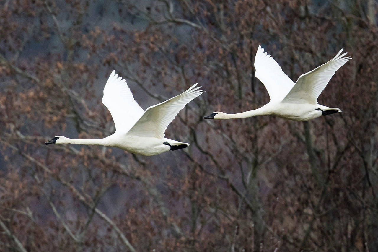It wasn’t until seven years after members of the Olympic Peninsula Audubon Society started the Christmas Bird Count that trumpeter swans were spotted in the area before flying north to Alaska and Canada. (Ginger and Dan Poleschook)
