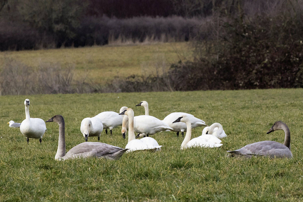 Birders never spotted more than 50 trumpeter swans at a time until 2008, said Bob Boekelheide with the Olympic Peninsula Audubon Society, but in recent years totals have gone as high as 258. (Ginger and Dan Poleschook)