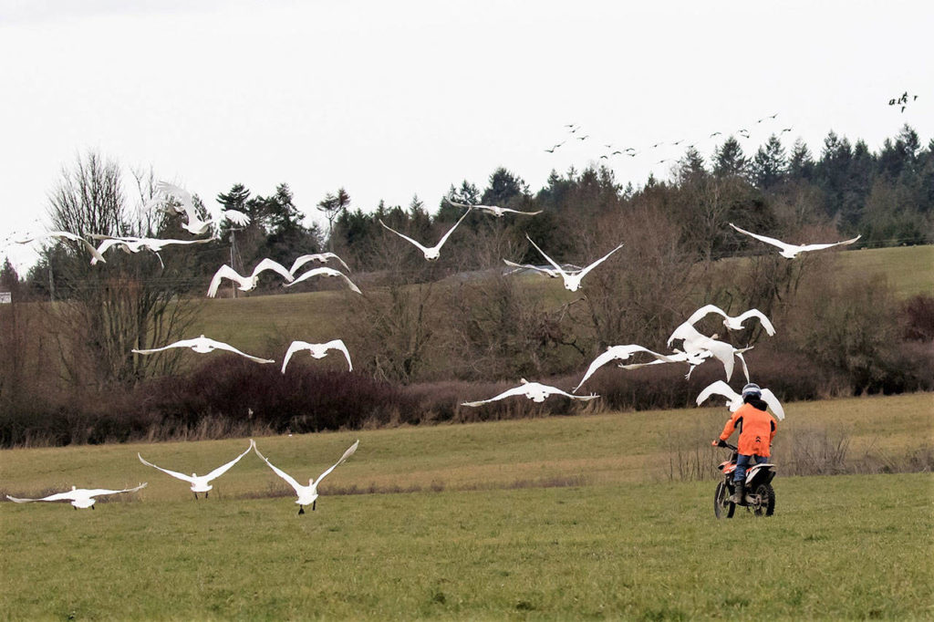 Sequim seeing rise in swan population Peninsula Daily News
