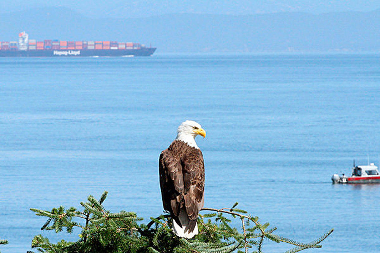 A bald eagle looks out over the Strait of Juan de Fuca at Salt Creek Recreation Area. (The Associated Press)