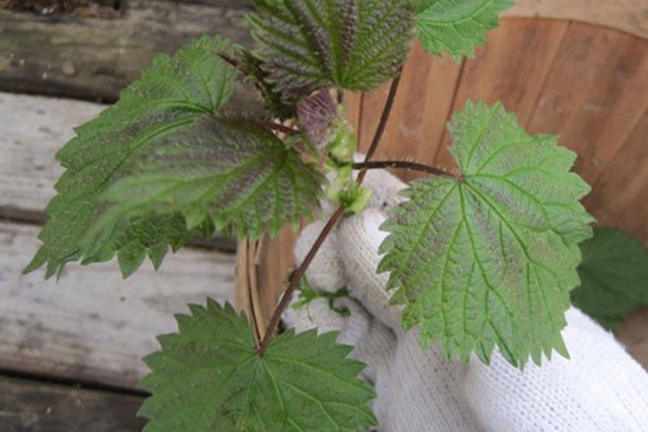 PENINSULA KITCHEN: It’s thyme to start harvesting fresh plants