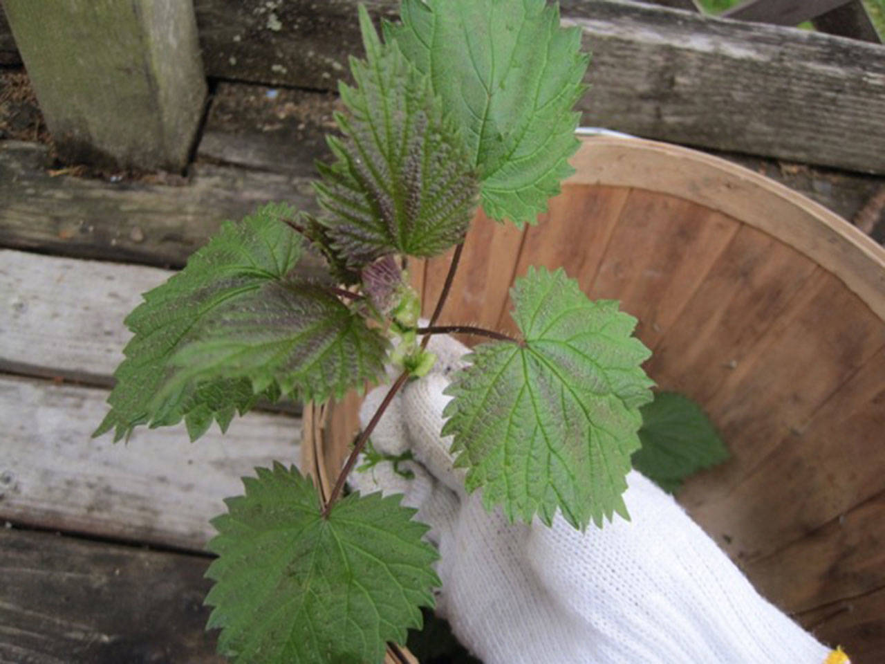 Last year’s nettles sit in a basket after being picked. When you harvest nettles, wear gloves and then wash and destem them. Once nettles are cooked, they lose their sting. (Betsy Wharton/for Peninsula Daily News)