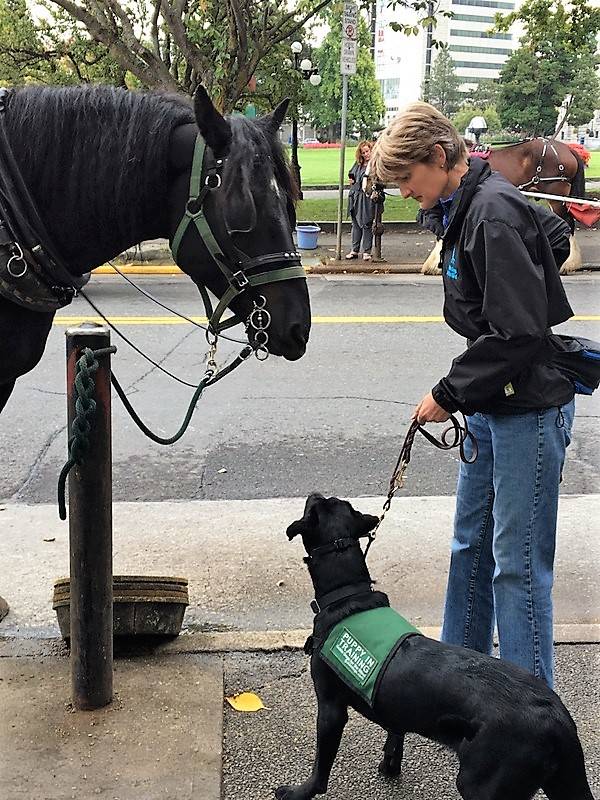Kim Rosales, a raiser for Puppy Pilots with Guide Dogs for the Blind, introduces Yukari the dog to a horse on a trip. Raisers acclimate dogs-in-training to an array of experiences so that they’ll better help someone who is visually impaired. (Puppy Pilots)