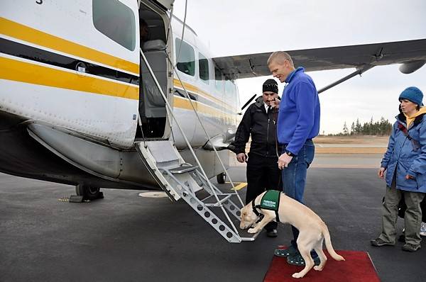 Dick Pattee takes Gilla, a guide dog in training, onto an airplane via Kenmore Air at William R. Fairchild International Airport. (Puppy Pilots)