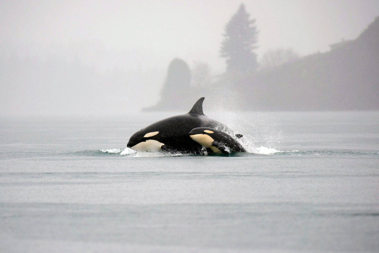 Puget Sound orcas surface near Tacoma. (Mike Charest via Flickr)
