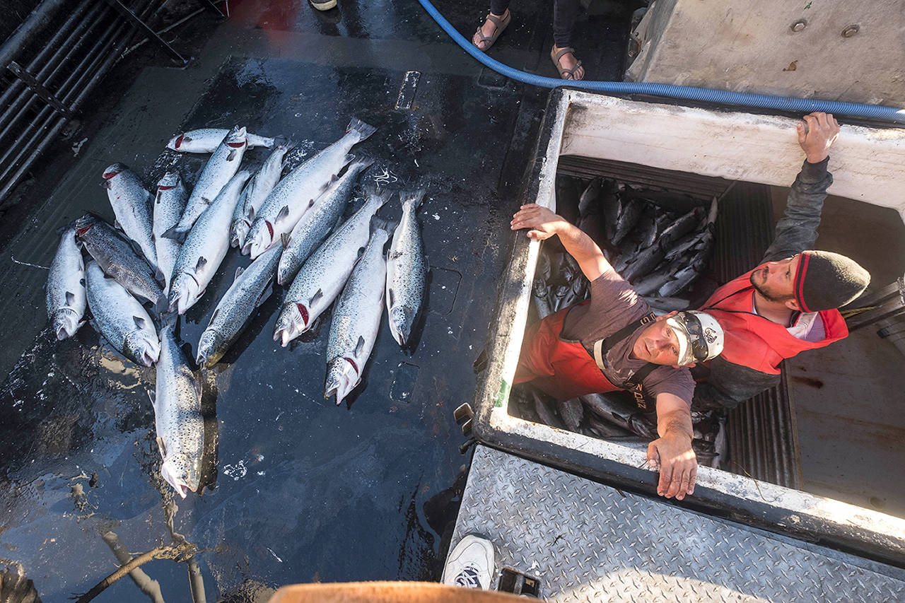 Allen Cooke, left, and Nathan Cultee emerge from the hold of the Marathon after having separated out the 16 farm-raised Atlantic salmon they caught fishing off Point Williams, Wash., on Tuesday, Aug. 22, 2017. Two boats sailed into Home Port Seafoods in Bellingham with several of the farm-raised Atlantic salmon that escaped from their nets Monday. (Dean Rutz /The Seattle Times via AP)