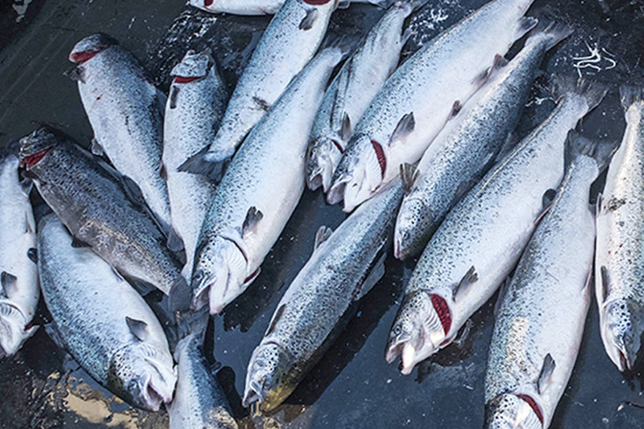 Probe of farmed salmon pen collapse focuses on nets