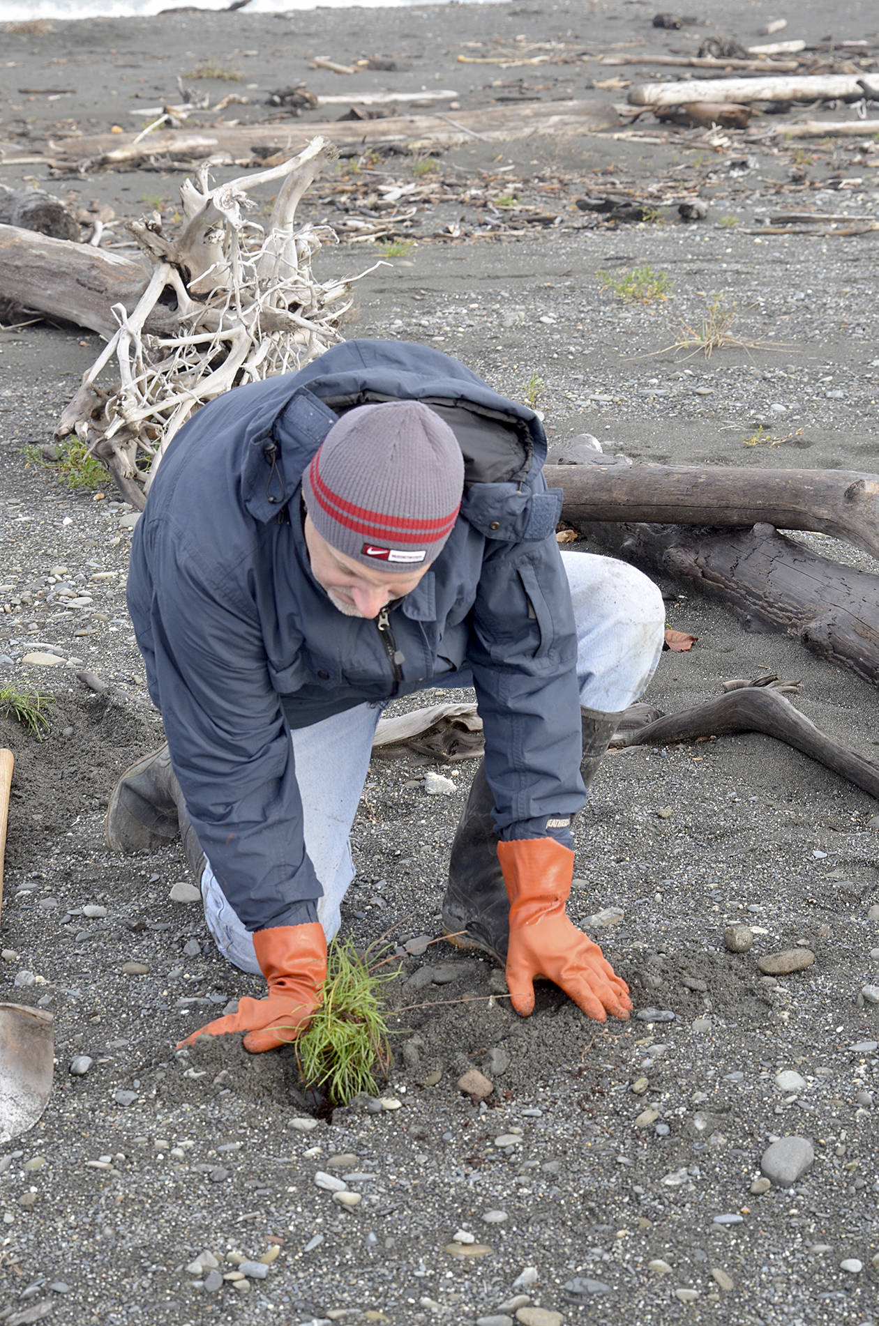 Volunteers set out native plants on new beach