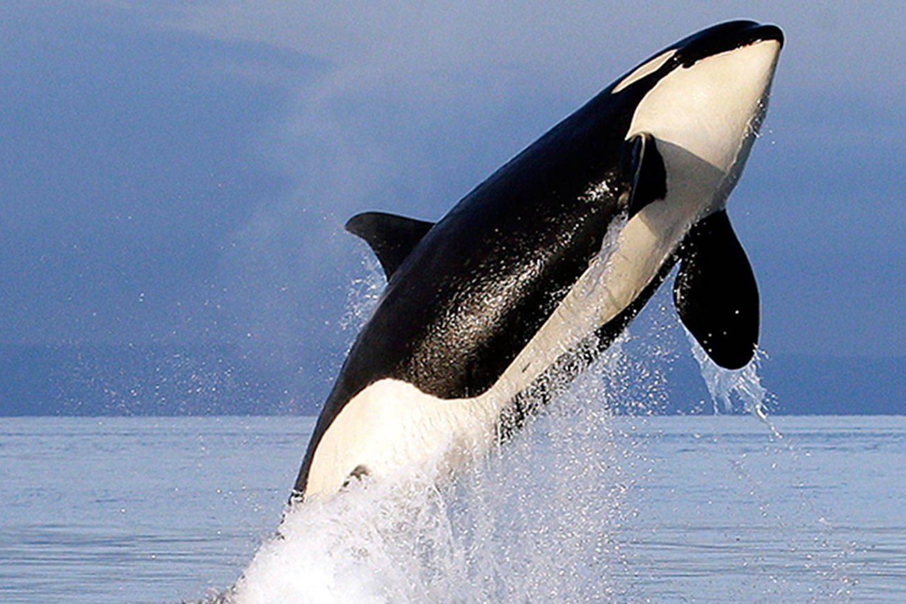State bills tackle threats to endangered orcas
