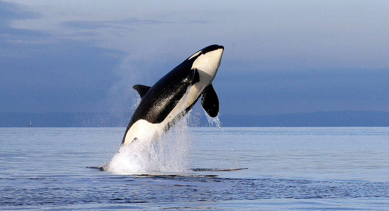 In this Jan. 18, 2014, file photo, an endangered female orca leaps from the water in Puget Sound west of Seattle. (The Associated Press)