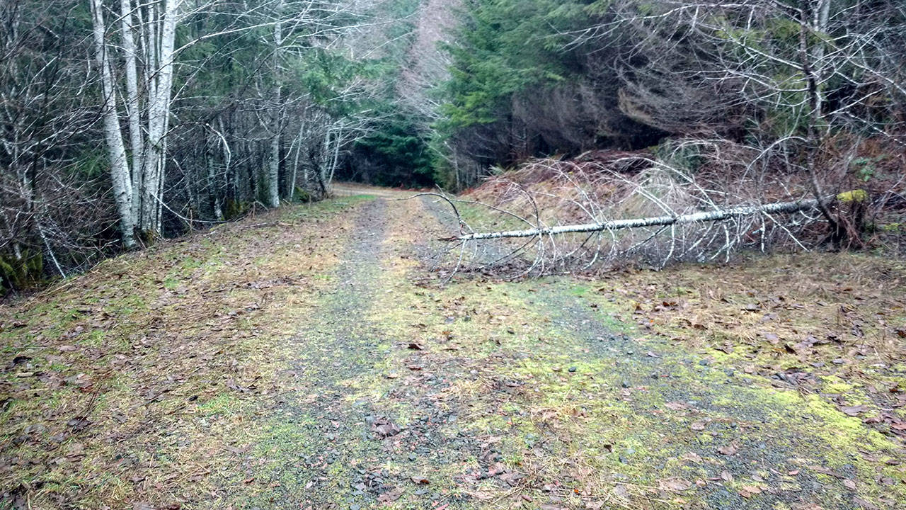 Trees like this little, scrappy thing cause roads to widen as people drive around them for years. Sometimes the tree nearly disappears into nature, but the road retains the bend. (Zorina Barker/for Peninsula Daily News)