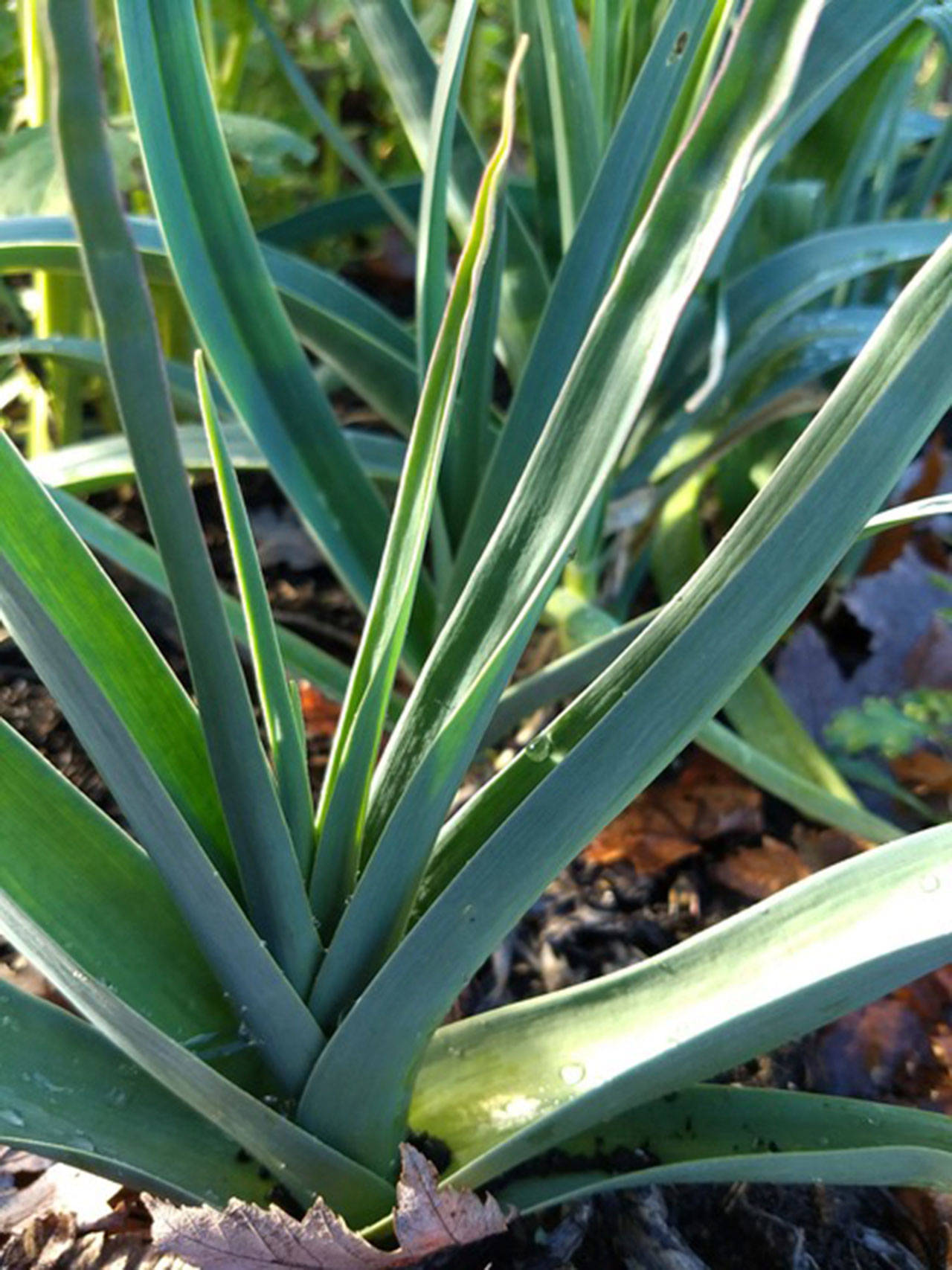 Leeks are ready for harvest in the winter in the Northwest. (Betsy Wharton/for Peninsula Daily News)