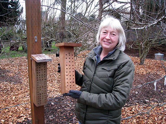 Bev Hetrick, a WSU Clallam County Master Gardener, presents a talk about native mason bees at the next Green Thumb series event set for Feb. 22 in Port Angeles.