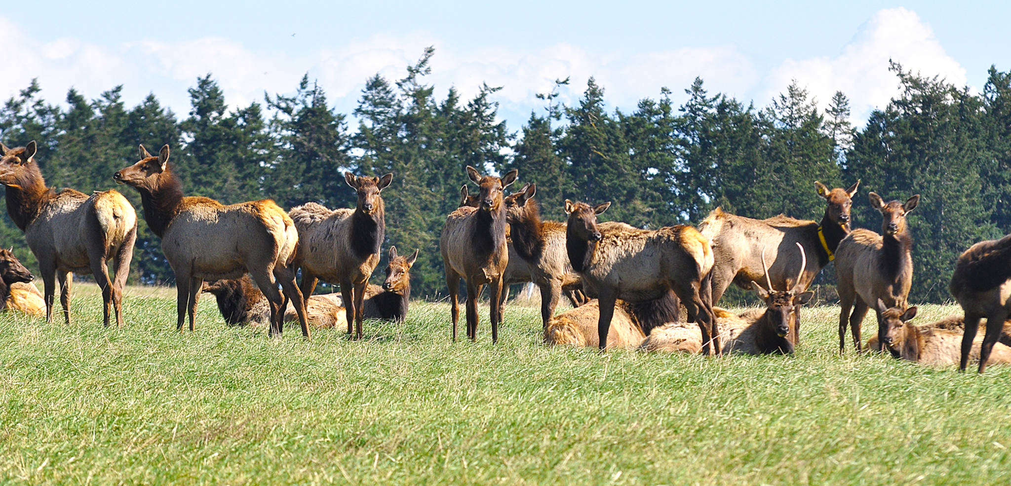 Sequim’s elk herd, seen here in 2013, reached about 100 total elk about 10 years ago before local farmers found the numbers were too large and hurt local crop production. State Department of Fish and Wildlife staff said the herd needs to be thinned again. (Jay Cline)
