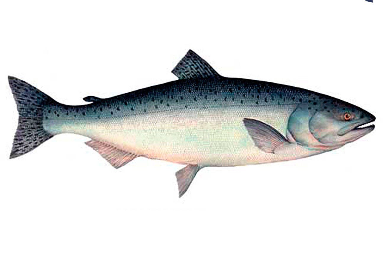 OUTDOORS: Salmon forecast for 2018