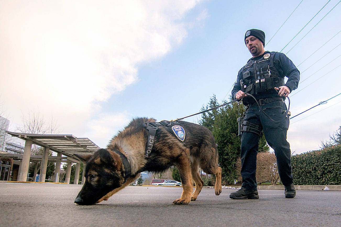 Master trainer from Port Angeles leads police dog academy