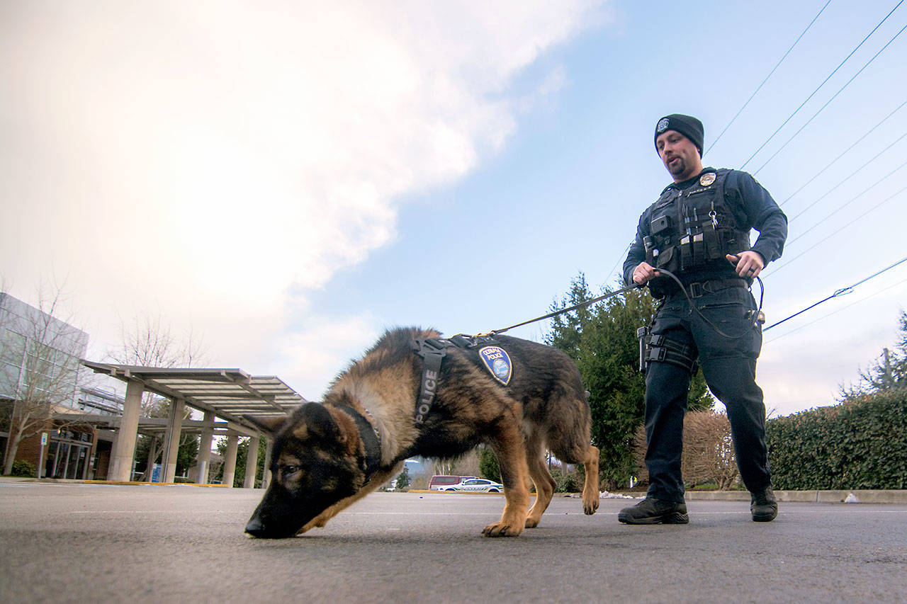 Olympia Police Department Officer Levi Locken practices tracking with Police Service Dog Cooper in Sequim on Sunday. (Jesse Major/Peninsula Daily News)