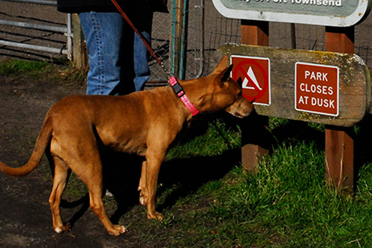 Port Townsend council drops dog park designation of two neighborhood areas, looks at another