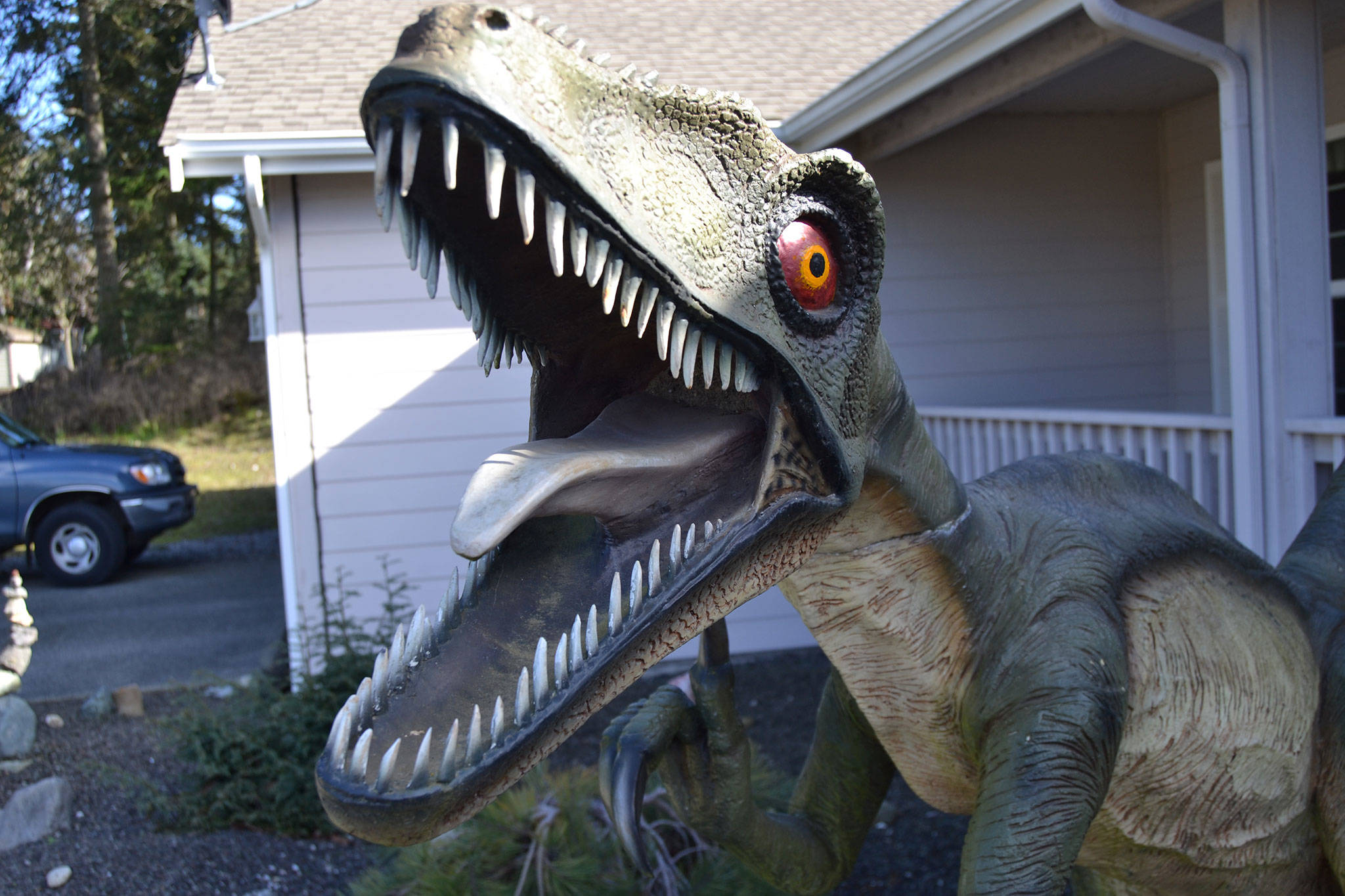 This model of a velociraptor stands on a weather vane that its owner, Tom Runyan, crafted for it to rotate on in front of their home in Dungeness Heights, north of Sequim. (Matthew Nash/Olympic Peninsula News Group)