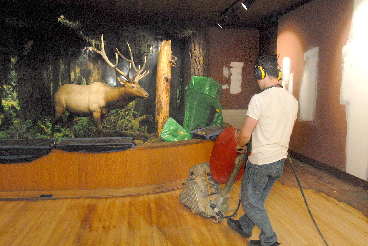 Kenneth Sewell of Everlasting Hardwood Floors, uses a sander to refurbish flooring next to the Roosevelt elk diorama, a featured display in the Olympic National Park visitor center. (Keith Thorpe/Peninsula Daily News)