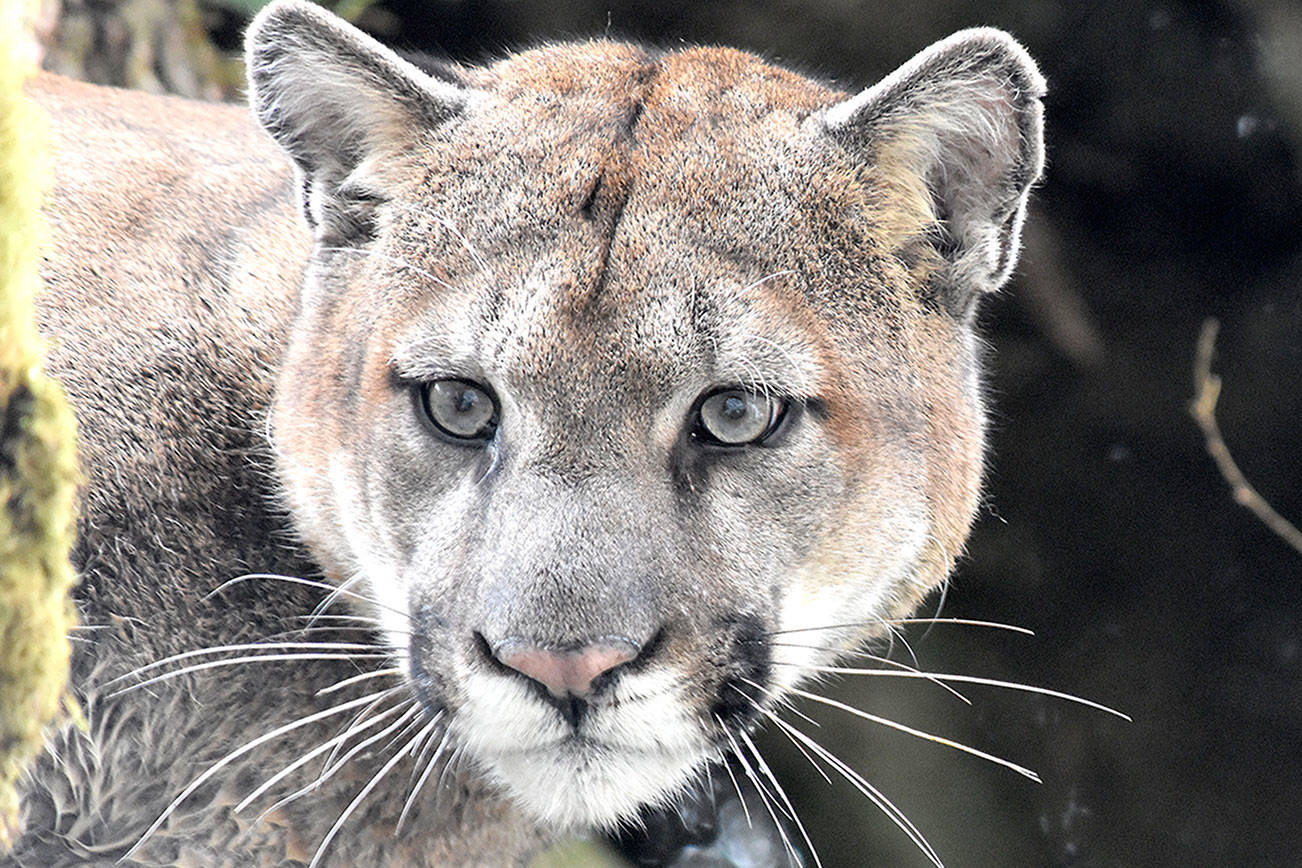 Lower Elwha tribal researchers track cougars in a project aimed at counting predators