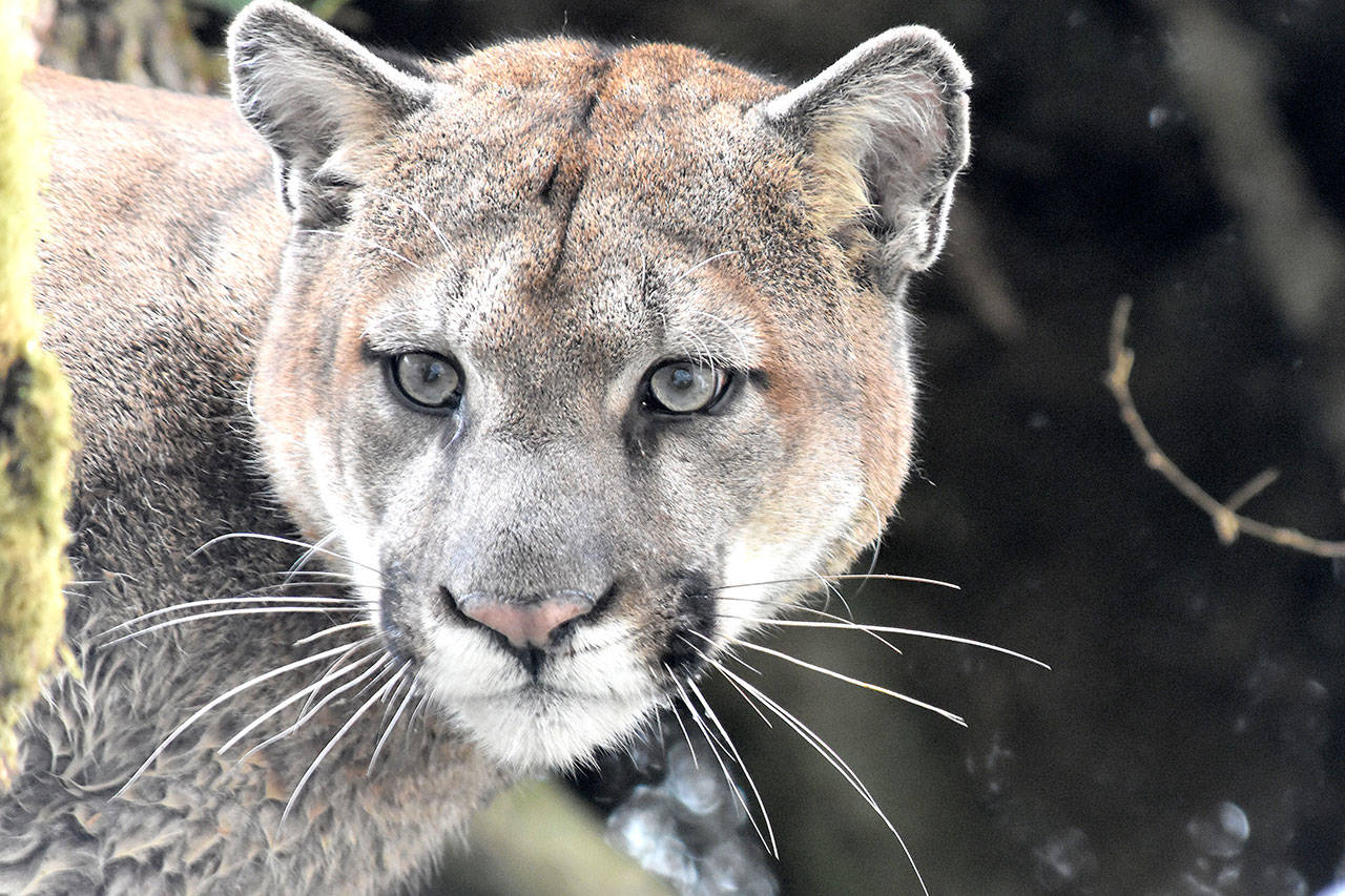 A cougar captured and released by researchers from the Lower Elwha Klallam Tribe. (Lower Elwha Klallam Tribe)​